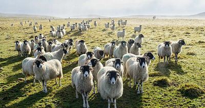 Drunk driver banned after colliding with flock of sheep killing 11