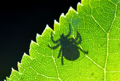 Deer-tick virus could be next epidemic