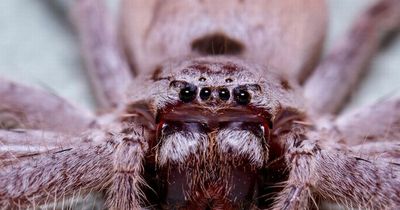 World's largest venomous spider emerges from shipping container after 5,000-mile from Australia