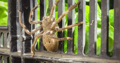 World's largest venomous spider found in East Yorkshire after sneaking into shipping container