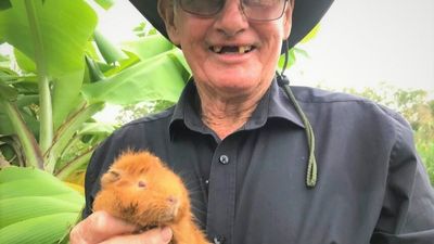 This farmer using guinea pigs to control weeds is all you need to brighten your day