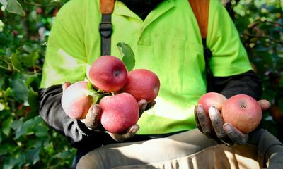 Vanuatu government launches inquiry into labour schemes after testimony from workers in Australia