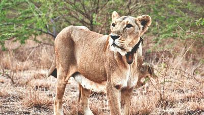 Lion spotted near Ahmedabad radio-collared