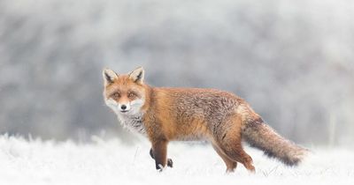 Ireland weather: Met Eireann predict 'raw' conditions as thunderstorms to roll in amid snow warning