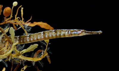 Specieswatch: Britain’s seagrass-loving pipefish