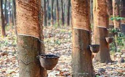 Industry urges governments to increase area under rubber plantation