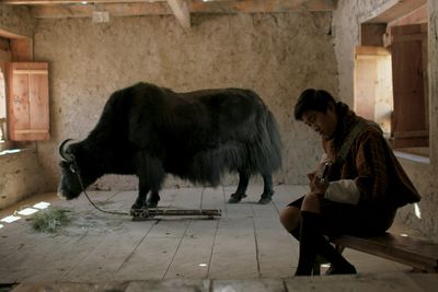 Lunana: Bhutan’s first Oscar nominee explores ‘happiness index’