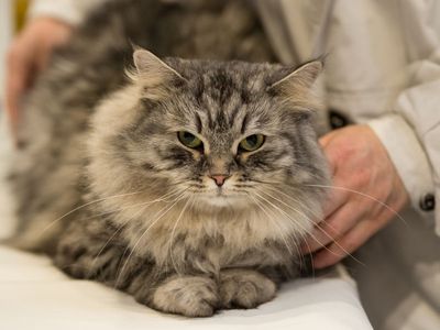 Britain set for ‘cat breeding explosion’ as thousands left unneutered, warns RSPCA