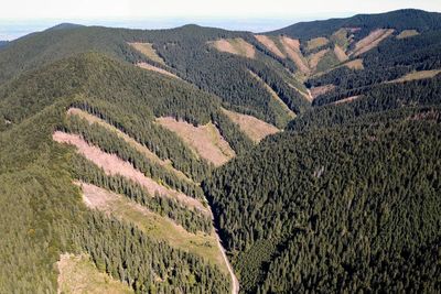 Campaigners say Romania failing to stop illegal logging