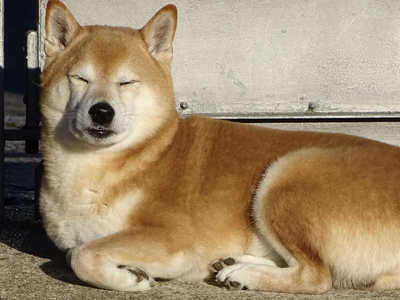 Shiba Inu Flips This DeFi Token To Emerge As Most Traded Token By Top 1,000 Ethereum Wallets