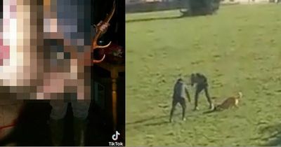 Cruel teens carried out spate of horrendous animal attacks then shared vile clips to TikTok