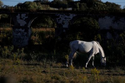 Portugal may limit street cleaning, watering of green spaces as drought drags