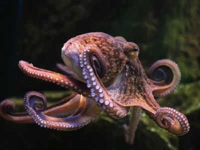 Spain to build world’s first octopus farm prompting concerns over ethics