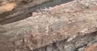 Human skull and bones found on Glasgow building site by horrified workers