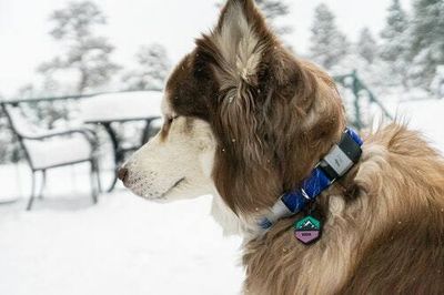 Fi Smart Dog Collar review: Does your dog really need a Wi-Fi-connected collar?