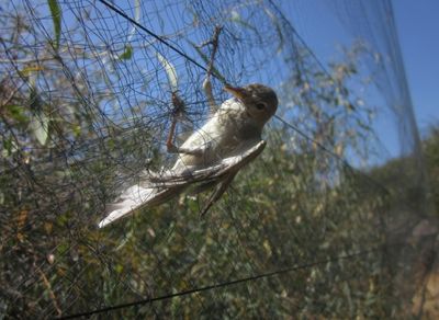 BirdLife Cyprus sees 'worrying' spike in migratory bird killings