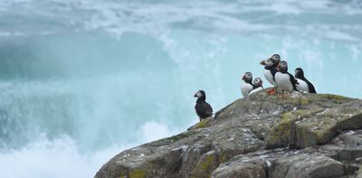 Seabirds can starve when hit by repeated severe storms – but we still don't know why