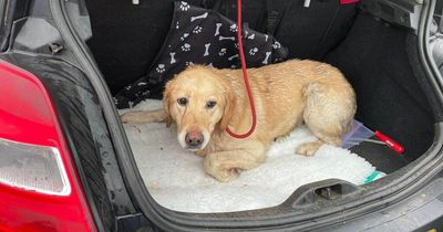 Injured dog rescued as heartbreaking story reignites argument to ban hunting