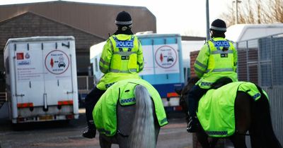 Horses given same protection as pedestrians after more than 1,000 road accidents reported last year