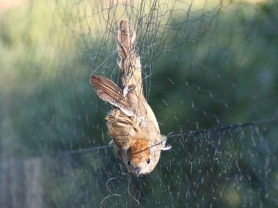 Huge rise in songbirds trapped in Cyprus nets as crime gang violence grows