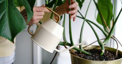 Indoor plant expert shares 'pencil' trick that could stop your houseplants from dying