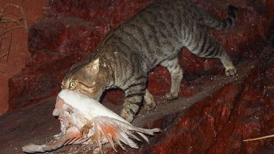 There are common traits among mammal and bird species facing extinction, scientists say