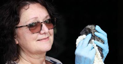 Housebuilder Taylor Wimpey donates £1,000 to Gateshead hedgehog rescue