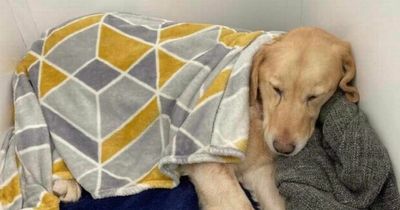 Pet dog mauled in Derry streets by 'hunting pack' is safe but seriously injured