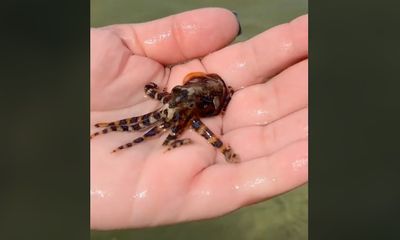 Woman handles deadly sea creature in trend of ‘alarming stupidity’