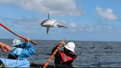 Jack Bellamy, South Australia's traditional tuna fisher pioneer poles his last fish at 88