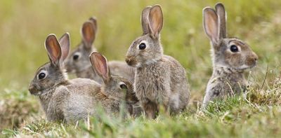 Releasing a virus against rabbits is effective, but can make them immune if let loose at the wrong time