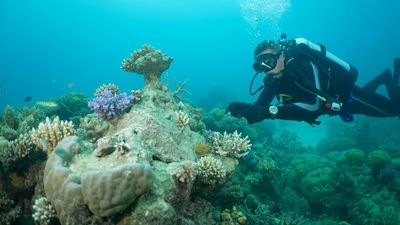 Broken coral fragments now reproducing in major milestone for Great Barrier Reef program