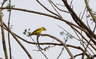 61 bird species identified in St. Aloysius campuses in Mangaluru