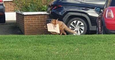Dublin man gobsmacked after cheeky fox sneaks off with his takeaway