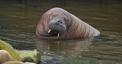 Arctic walrus who visited Northumberland spotted again - this time in Denmark