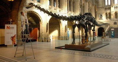 Dippy the dinosaur to return to Natural History Museum after four-year UK tour