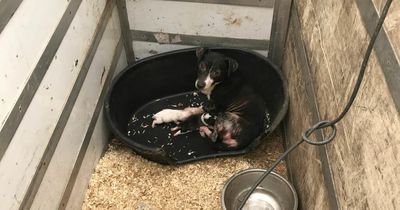 Two people sentenced for neglecting 21 dogs and running illegal puppy farm