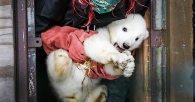 It’s a boy! Scots asked to name cute polar bear cub born at Highland Wildlife Park