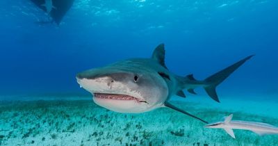 Two massive sharks captured on drumlines after British dive instructor mauled to death