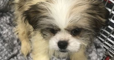 RSPCA hunt for person who dumped dying puppy in bin bag with her dead sibling