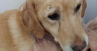 Dog attacked in Derry survived critical night but injuries worse than first feared
