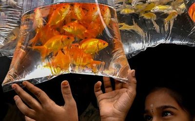 Post lockdown, pet abandonments on the rise in Kerala