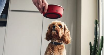 Owner slammed for 'insane' list of rules for dog sitter - and will only pay £80