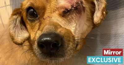 Dog left with one eye after being tied up and beaten 'all her life' seeks new home