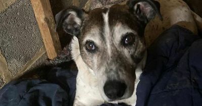 'UK's loneliest dog' spends nine years in kennels waiting for family to want him