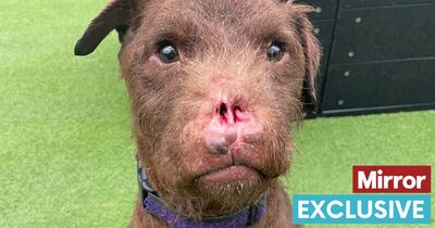 No nose, big heart - dog used for badger-baiting seeks new home