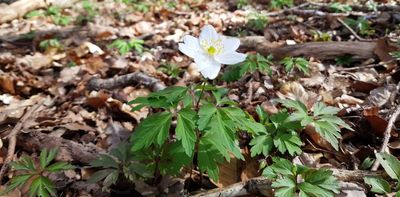 Climate change: effect on forests could last millennia, ancient ruins suggest