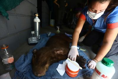 Capybaras, marsh deer, anteaters flee Argentina wildfires; many don't escape