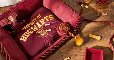 Primark's new Harry Potter dog collection casts a spell on shoppers