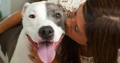 'My pitbull saved my life - he jumped out to protect me from a knife attack'